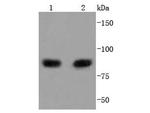 PI3K p85 alpha Antibody in Western Blot (WB)