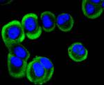 YBX1 Antibody in Immunocytochemistry (ICC/IF)