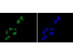 Histone H2A.Z Antibody in Immunocytochemistry (ICC/IF)