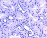 Histone H2A.Z Antibody in Immunohistochemistry (Paraffin) (IHC (P))