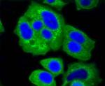 HK1 Antibody in Immunocytochemistry (ICC/IF)