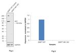 HK1 Antibody in Western Blot (WB)