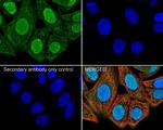 AKT1 Antibody in Immunocytochemistry (ICC/IF)