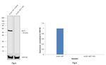 AKT1 Antibody in Western Blot (WB)