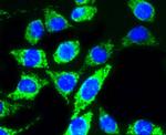 AKT Pan Antibody in Immunocytochemistry (ICC/IF)