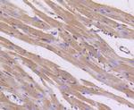 AKT Pan Antibody in Immunohistochemistry (Paraffin) (IHC (P))