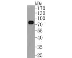 Phospho-YAP1 (Ser127) Antibody in Western Blot (WB)