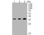 PIM1 Antibody in Western Blot (WB)