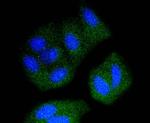 SRC Antibody in Immunocytochemistry (ICC/IF)