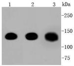 Pan-cadherin Antibody in Western Blot (WB)