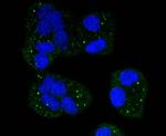 Cytochrome C Antibody in Immunocytochemistry (ICC/IF)