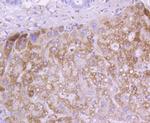 Cytochrome C Antibody in Immunohistochemistry (Paraffin) (IHC (P))