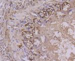 Cytochrome C Antibody in Immunohistochemistry (Paraffin) (IHC (P))