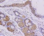 Cytochrome C Antibody in Immunohistochemistry (Paraffin) (IHC (P))