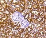 Cytochrome C Antibody in Immunohistochemistry (Paraffin) (IHC (P))