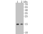 Cytochrome C Antibody in Western Blot (WB)