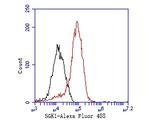 SGK1 Antibody in Flow Cytometry (Flow)