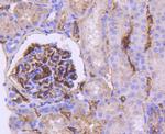 APOE Antibody in Immunohistochemistry (Paraffin) (IHC (P))