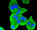 COX2 Antibody in Immunocytochemistry (ICC/IF)