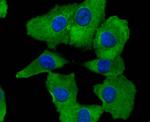 COX2 Antibody in Immunocytochemistry (ICC/IF)