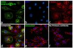 COX2 Antibody in Immunocytochemistry (ICC/IF)