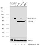 COX2 Antibody in Western Blot (WB)