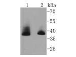 Aurora B Antibody in Western Blot (WB)