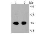 Phospho-eIF4E (Ser209) Antibody in Western Blot (WB)