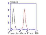 Vimentin Antibody in Flow Cytometry (Flow)