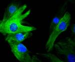 Vimentin Antibody in Immunocytochemistry (ICC/IF)