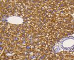 eIF5A Antibody in Immunohistochemistry (Paraffin) (IHC (P))