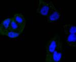 HDAC3 Antibody in Immunocytochemistry (ICC/IF)