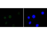 HDAC3 Antibody in Immunocytochemistry (ICC/IF)