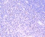 HDAC3 Antibody in Immunohistochemistry (Paraffin) (IHC (P))