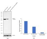 HDAC3 Antibody