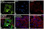 Cardiac Troponin T Antibody in Immunocytochemistry (ICC/IF)