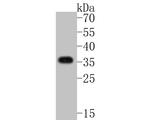 Cardiac Troponin T Antibody in Western Blot (WB)