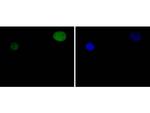 STAT5 alpha Antibody in Immunocytochemistry (ICC/IF)