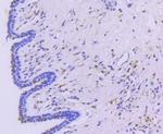 STAT5 alpha Antibody in Immunohistochemistry (Paraffin) (IHC (P))