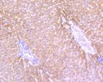 SHH Antibody in Immunohistochemistry (Paraffin) (IHC (P))