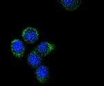 Cytochrome C Antibody in Immunocytochemistry (ICC/IF)