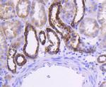 Cytochrome C Antibody in Immunohistochemistry (Paraffin) (IHC (P))