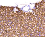 Cytochrome C Antibody in Immunohistochemistry (Paraffin) (IHC (P))