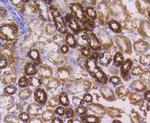 Cytochrome C Antibody in Immunohistochemistry (Paraffin) (IHC (P))