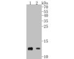 Cytochrome C Antibody in Western Blot (WB)