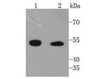 ILK Antibody in Western Blot (WB)