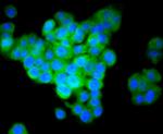 IRF7 Antibody in Immunocytochemistry (ICC/IF)