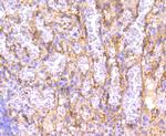 IRF7 Antibody in Immunohistochemistry (Paraffin) (IHC (P))