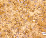 NSE Antibody in Immunohistochemistry (Paraffin) (IHC (P))