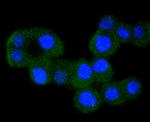 IKK alpha Antibody in Immunocytochemistry (ICC/IF)